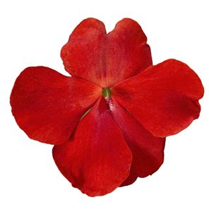 Bild von Impatiens P9 Red